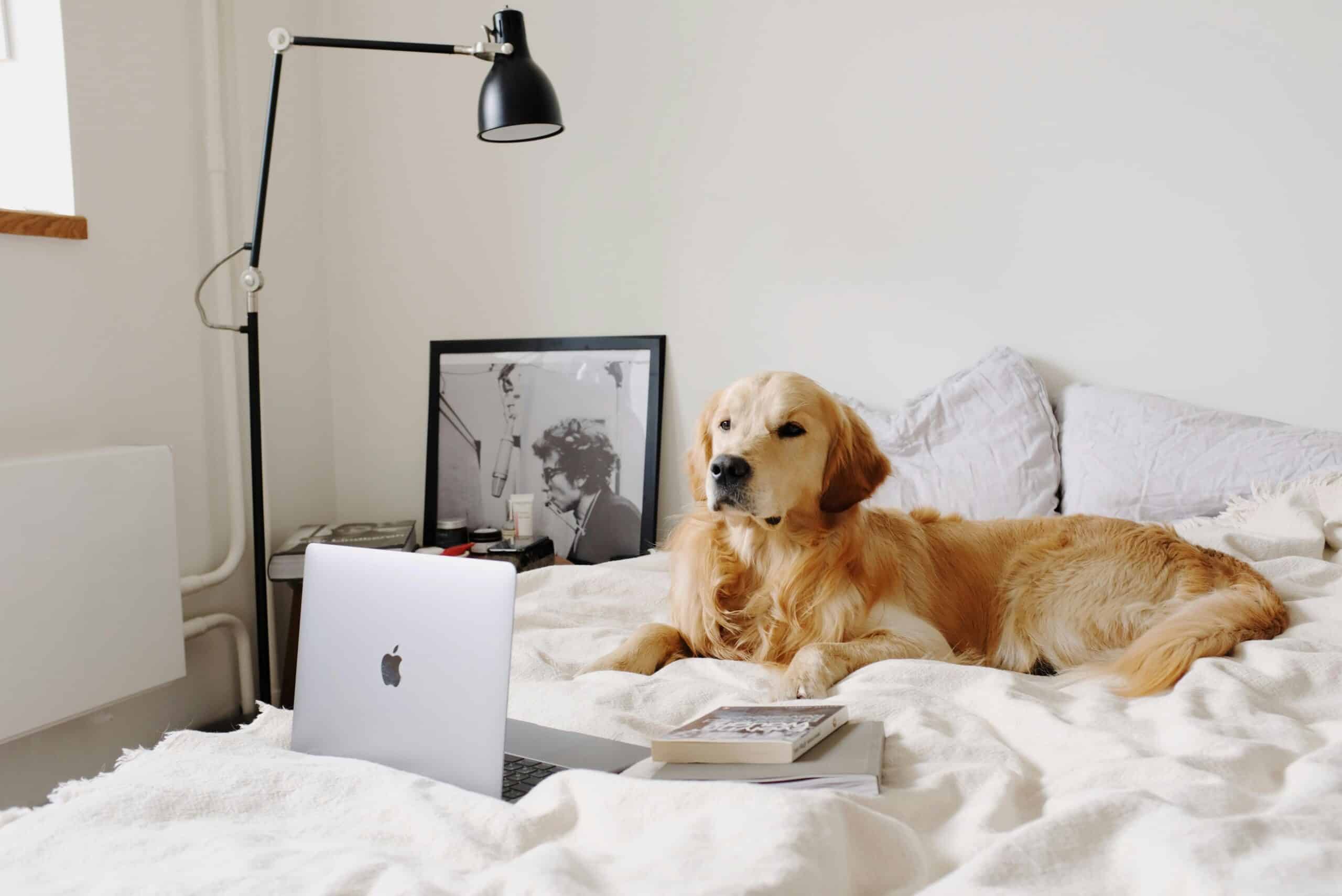 dog looking at computer for all the promotions and rebates for HVAC